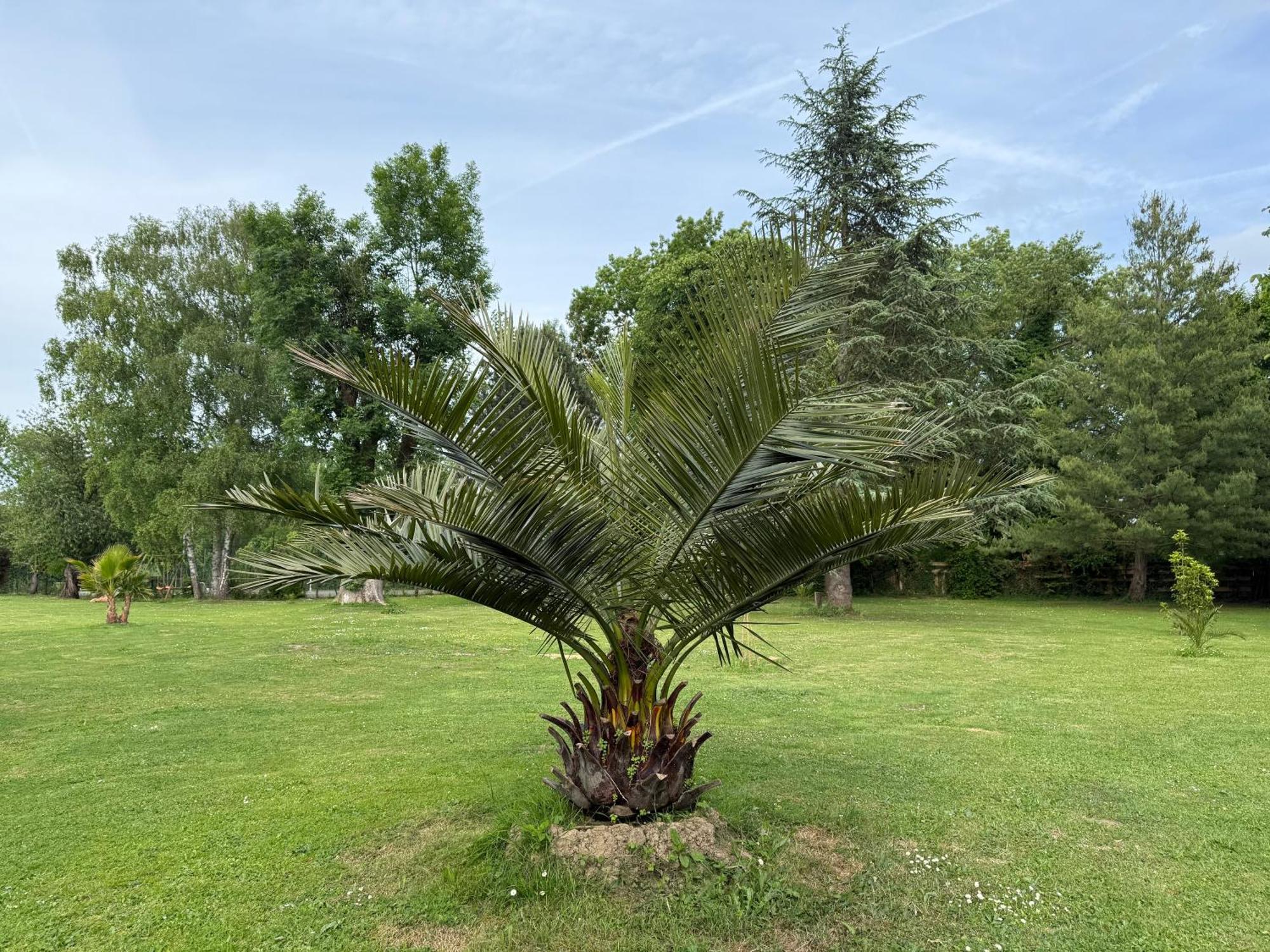 Appartement Familial Au Bord De La Marne, Jardin 8000M2, Piscine, Court De Tennis, Terrasse, Parking Gratuit Proche Disneyland Isles-lès-Villenoy Eksteriør bilde