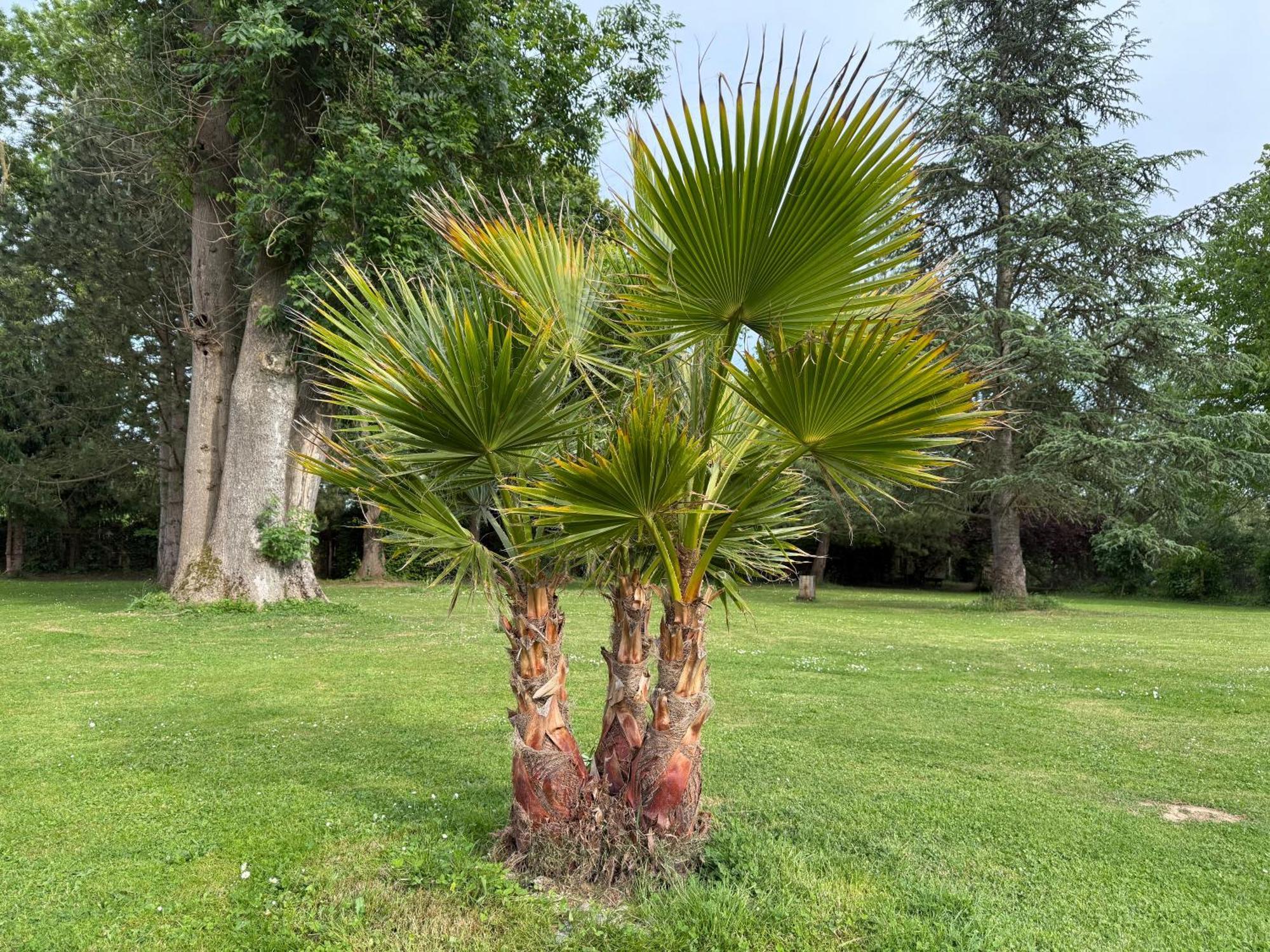Appartement Familial Au Bord De La Marne, Jardin 8000M2, Piscine, Court De Tennis, Terrasse, Parking Gratuit Proche Disneyland Isles-lès-Villenoy Eksteriør bilde